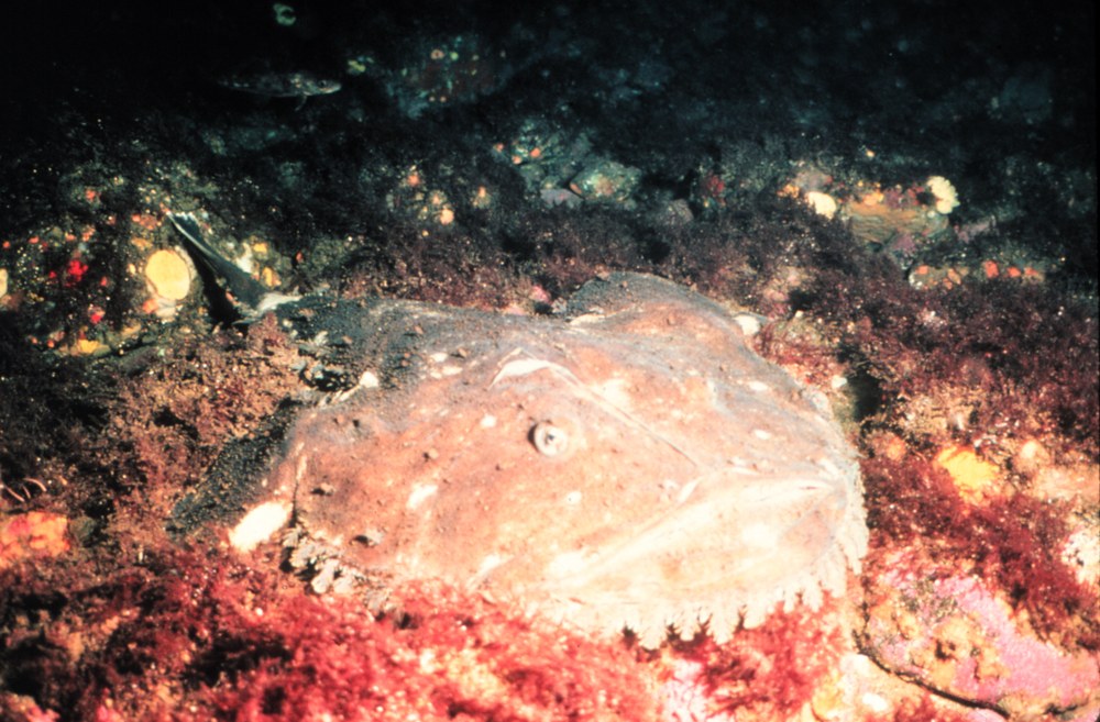 An anglerfish (goosefish) resting on the sea floor