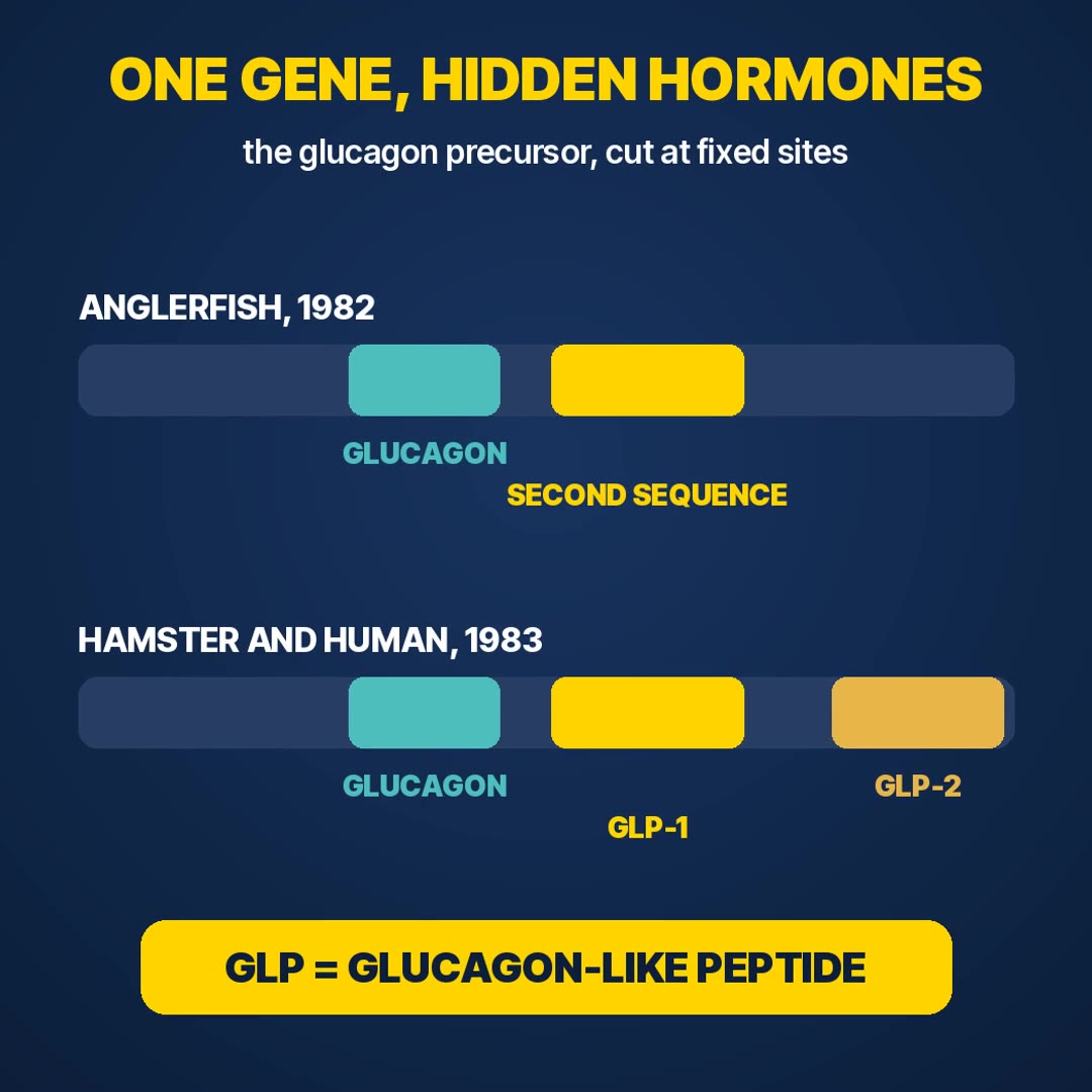 Explainer: one glucagon gene carries glucagon plus the hidden peptides GLP-1 and GLP-2
